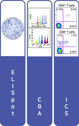 ELISpot, CBA, ICS
