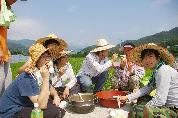 농촌봉사활동 통해 알찬 여름방학 보내다 - 0IMGP5982 이미지