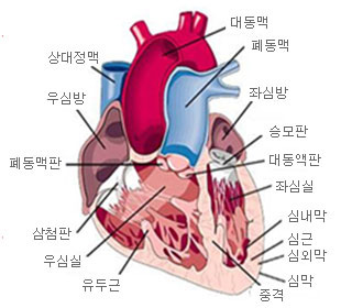 심장의 구조(다음 내용 참조)